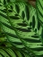 Picture of FIJI-VANUA LEVU BACK-LIT GREEN LEAVES SHOWING VEINS