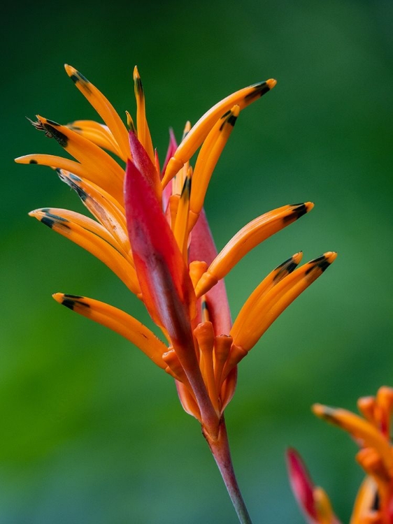 Picture of FIJI-VANUA LEVU FALSE BIRD OF PARADISE FLOWER (HELICONIA PSITTACORUM)