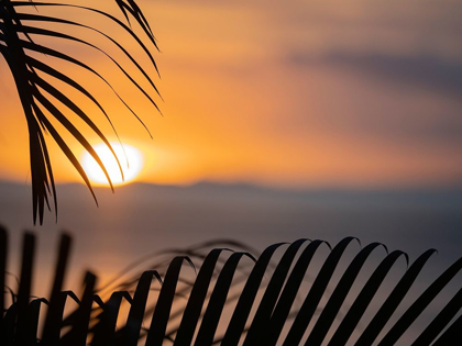 Picture of FIJI-VANUA LEVU PALM FRONDS SILHOUETTED IN SUNSET OVER THE OCEAN
