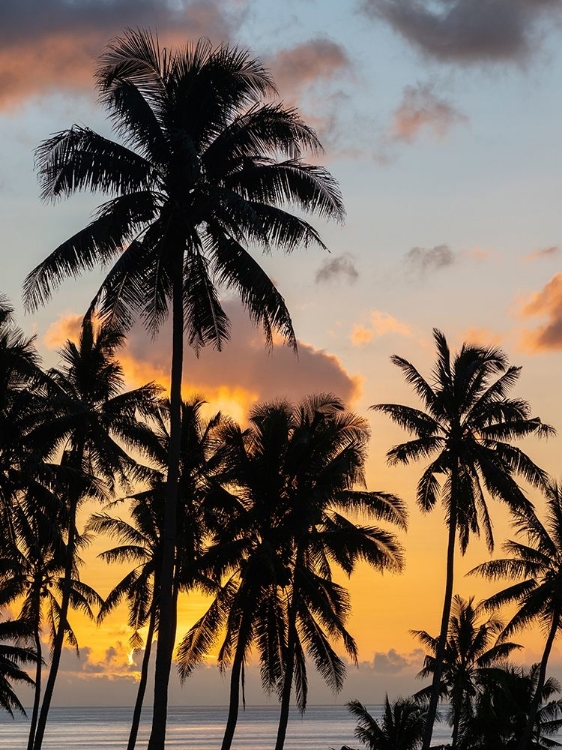 Picture of FIJI-TAVEUNI ISLAND BEACH SUNSET WITH PALM TREES