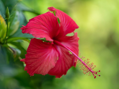 Picture of FIJI-TAVEUNI ISLAND CLOSE-UP OF HIBISCUS FLOWER