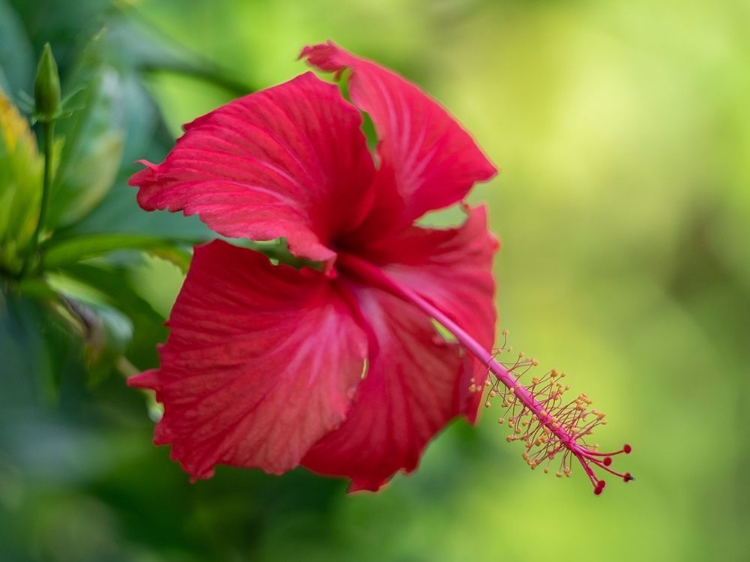 Picture of FIJI-TAVEUNI ISLAND CLOSE-UP OF HIBISCUS FLOWER