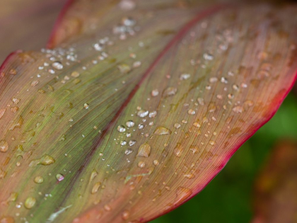 Picture of FIJI-TAVEUNI ISLAND WATER DROPLETS ON A RED AND GREEN LEAF