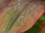 Picture of FIJI-TAVEUNI ISLAND WATER DROPLETS ON A RED AND GREEN LEAF