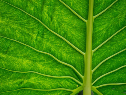 Picture of FIJI-TAVEUNI ISLAND BACK-LIT CLOSE-UP OF A GREEN LEAF SHOWING VEINS