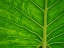 Picture of FIJI-TAVEUNI ISLAND BACK-LIT CLOSE-UP OF A GREEN LEAF SHOWING VEINS