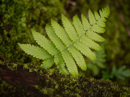 Picture of FIJI-TAVEUNI ISLAND SMALL FERN ON A MOSS-COVERED LOG