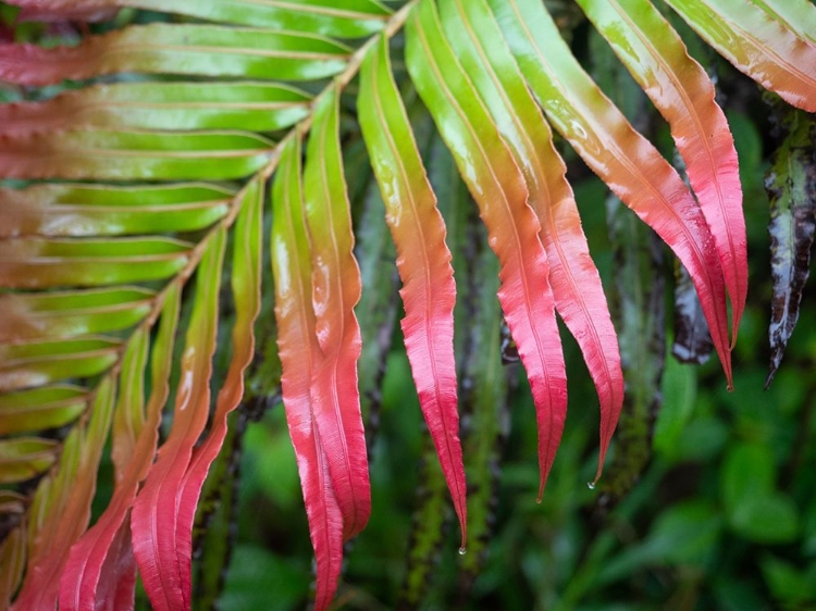 Picture of FIJI-TAVEUNI ISLAND CLOSE-UP OF A RED-TIPPED FERN