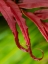 Picture of FIJI-TAVEUNI ISLAND CLOSE-UP OF A RED-TIPPED FERN