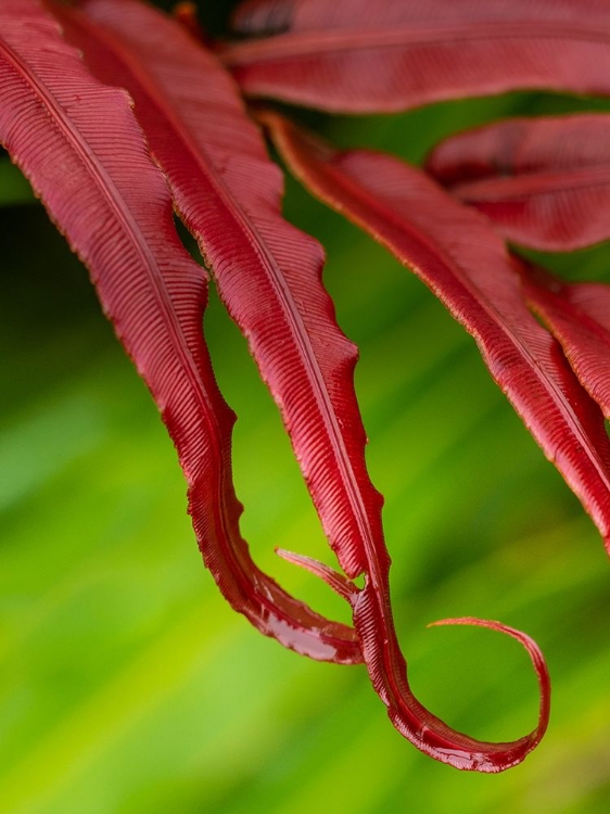 Picture of FIJI-TAVEUNI ISLAND CLOSE-UP OF A RED-TIPPED FERN