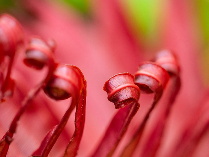 Picture of FIJI-TAVEUNI ISLAND CLOSE-UP OF A RED-TIPPED FERN