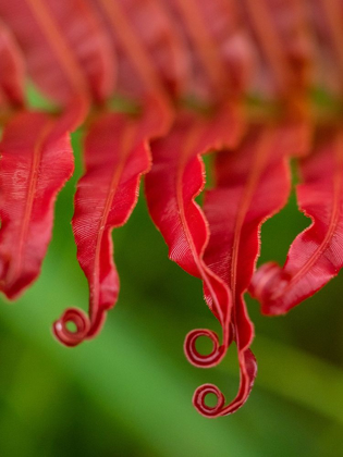 Picture of FIJI-TAVEUNI ISLAND CLOSE-UP OF A RED-TIPPED FERN