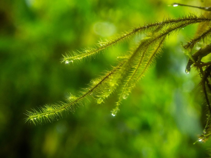 Picture of FIJI-TAVEUNI ISLAND CLOSE-UP OF A SMALL FERN WITH WATER DROPS