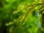 Picture of FIJI-TAVEUNI ISLAND CLOSE-UP OF A SMALL FERN WITH WATER DROPS