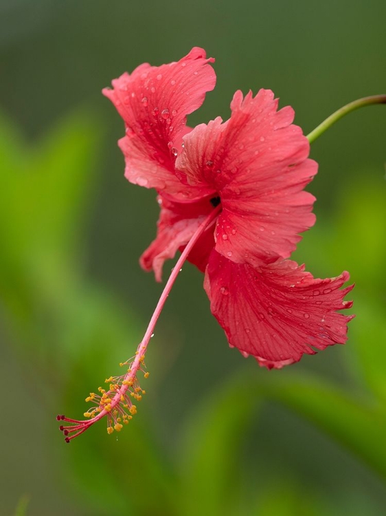 Picture of FIJI-TAVEUNI ISLAND CLOSE-UP OF HIBISCUS FLOWER