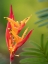 Picture of FIJI-TAVEUNI ISLAND FALSE BIRD OF PARADISE FLOWER (HELICONIA PSITTACORUM)