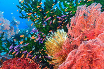 Picture of PURPLE FAIRY AND ORANGE ANTHIAS BASSLETS (PSEUDANTHIAS SP)-VITI LEVU-FIJI-SOUTH PACIFIC