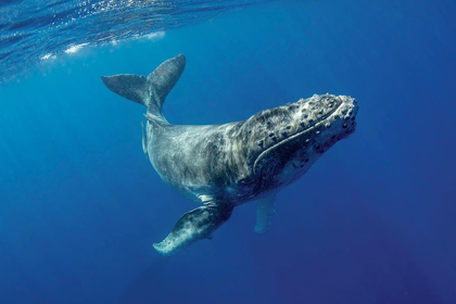 Picture of SOUTH PACIFIC-TONGA HUMPBACK CALF CLOSE-UP 