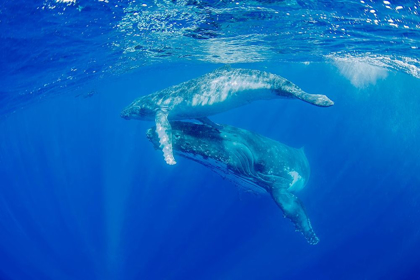 Picture of SOUTH PACIFIC-TONGA HUMPBACK WHALE MOTHER AND CALF CLOSE-UP 