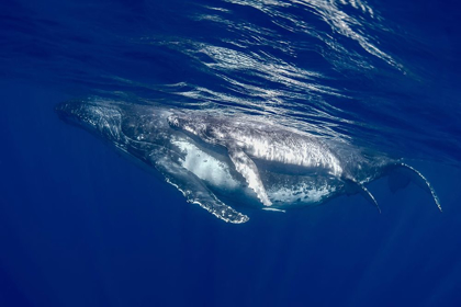 Picture of SOUTH PACIFIC-TONGA HUMPBACK WHALE MOTHER AND CALF CLOSE-UP 