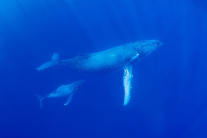 Picture of SOUTH PACIFIC-TONGA HUMPBACK WHALE MOTHER AND CALF CLOSE-UP 