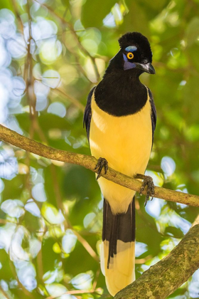 Picture of ARGENTINA-IGUAZU FALLS NATIONAL PARK PLUSH-CRESTED JAY IN TREE 