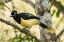 Picture of ARGENTINA-IGUAZU FALLS NATIONAL PARK PLUSH-CRESTED JAY IN TREE 