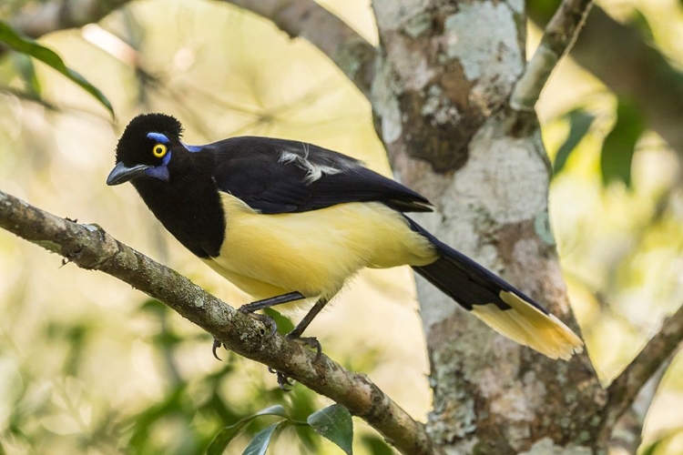 Picture of ARGENTINA-IGUAZU FALLS NATIONAL PARK PLUSH-CRESTED JAY IN TREE 