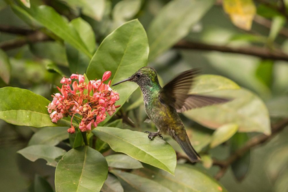 Picture of ARGENTINA-PUERTO IGUAZU-JARDIN DE LOS PICAFLORES VERSICOLORED EMERALD HUMMINGBIRD FEEDING