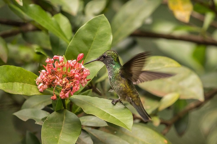 Picture of ARGENTINA-PUERTO IGUAZU-JARDIN DE LOS PICAFLORES VERSICOLORED EMERALD HUMMINGBIRD FEEDING