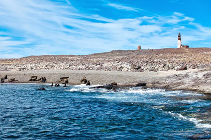 Picture of ARGENTINA-SANTA CRUZ PUERTO DESEADO-ISLA PINGUINO (PENGUIN ISLAND)-SEA LIONS
