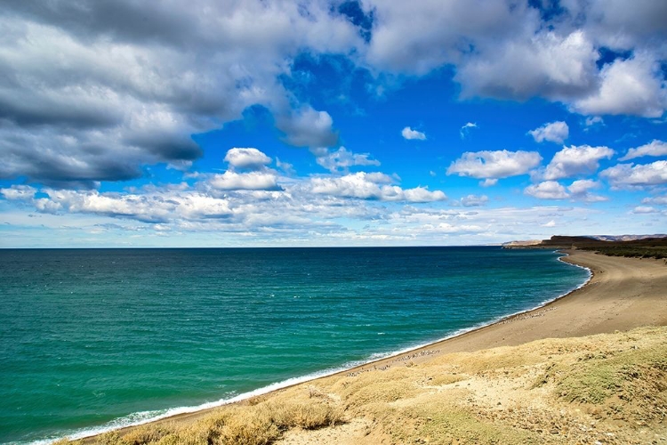 Picture of ARGENTINA-SANTA CRUZ MONTE LEON NATIONAL PARK-THE ONLY COASTAL PARK IN ARGENTINA