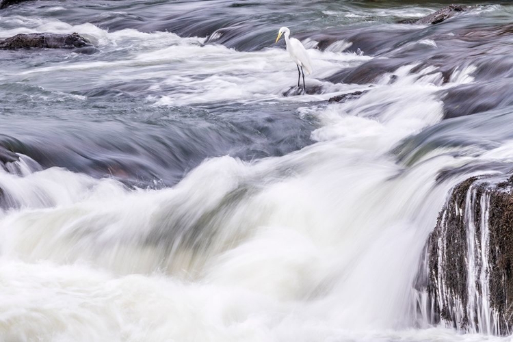 Picture of BRAZIL-IGUAZU FALLS LANDSCAPE OF WATERFALLS 