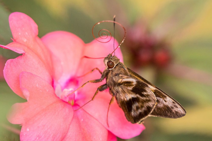 Picture of BRAZIL-IGUAZU FALLS NATIONAL PARK SKIPPER BUTTERFLY FEEDING ON FLOWER 