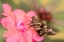 Picture of BRAZIL-IGUAZU FALLS NATIONAL PARK SKIPPER BUTTERFLY FEEDING ON FLOWER 