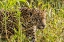 Picture of BRAZIL-PANTANAL CLOSE-UP OF JAGUAR 