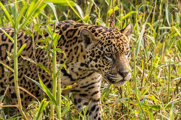 Picture of BRAZIL-PANTANAL CLOSE-UP OF JAGUAR 