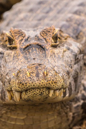 Picture of BRAZIL-PANTANAL JACARE CAIMAN REPTILE IN WATER 