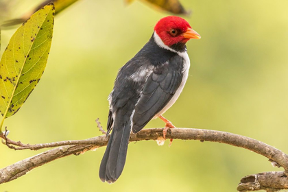 Picture of BRAZIL-PANTANAL YELLOW-BILLED CARDINAL ON LIMB 