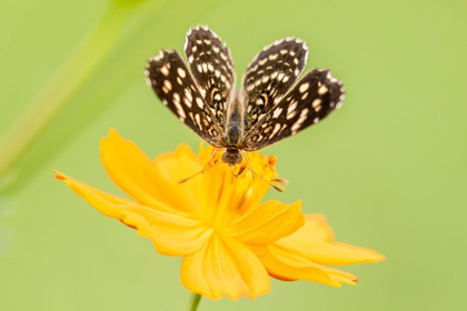 Picture of BRAZIL-PANTANAL BUTTERFLY ON FLOWER 