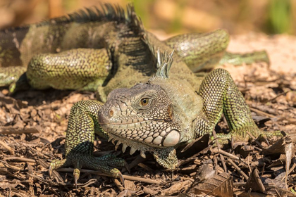 Picture of BRAZIL-PANTANAL GREEN IGUANA 