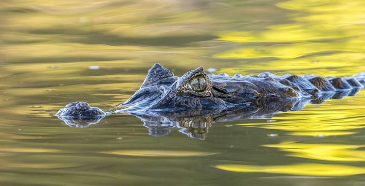 Picture of BRAZIL-PANTANAL JACARE CAIMAN REPTILE IN WATER 