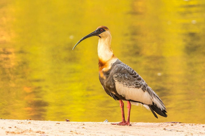 Picture of BRAZIL-PANTANAL BUFF-NECKED IBIS ON BEACH 