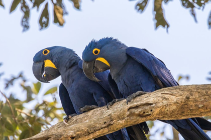 Picture of BRAZIL-PANTANAL HYACINTH MACAW PAIR IN TREE 