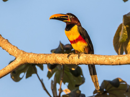 Picture of BRAZIL-PANTANAL CHESTNUT-EARED ARACARI BIRD 