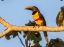 Picture of BRAZIL-PANTANAL CHESTNUT-EARED ARACARI BIRD 