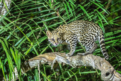 Picture of BRAZIL-PANTANAL OCELOT ON TREE BRANCH 