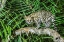 Picture of BRAZIL-PANTANAL OCELOT ON TREE BRANCH 