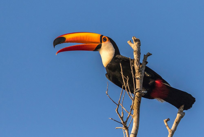 Picture of BRAZIL-PANTANAL TOCO TOUCAN BIRD CLOSE-UP 