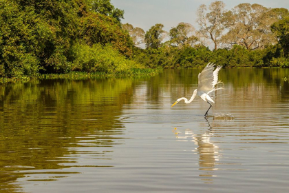 Picture of BRAZIL-PANTANAL GREAT EGRET FISHING 